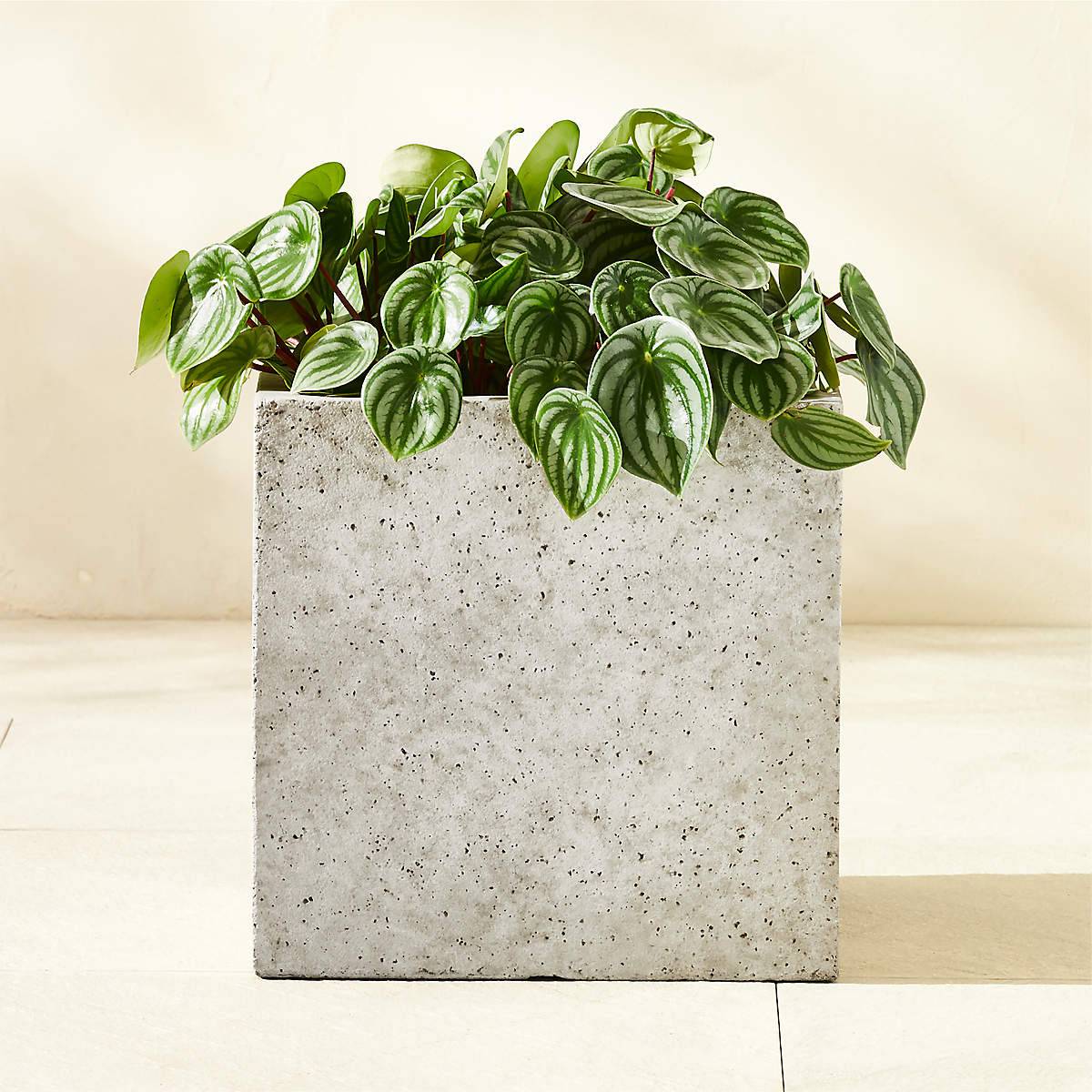 Ash Square Dark Grey Cement Indoor/Outdoor Planter Small - KB&A The Home Improvement Store