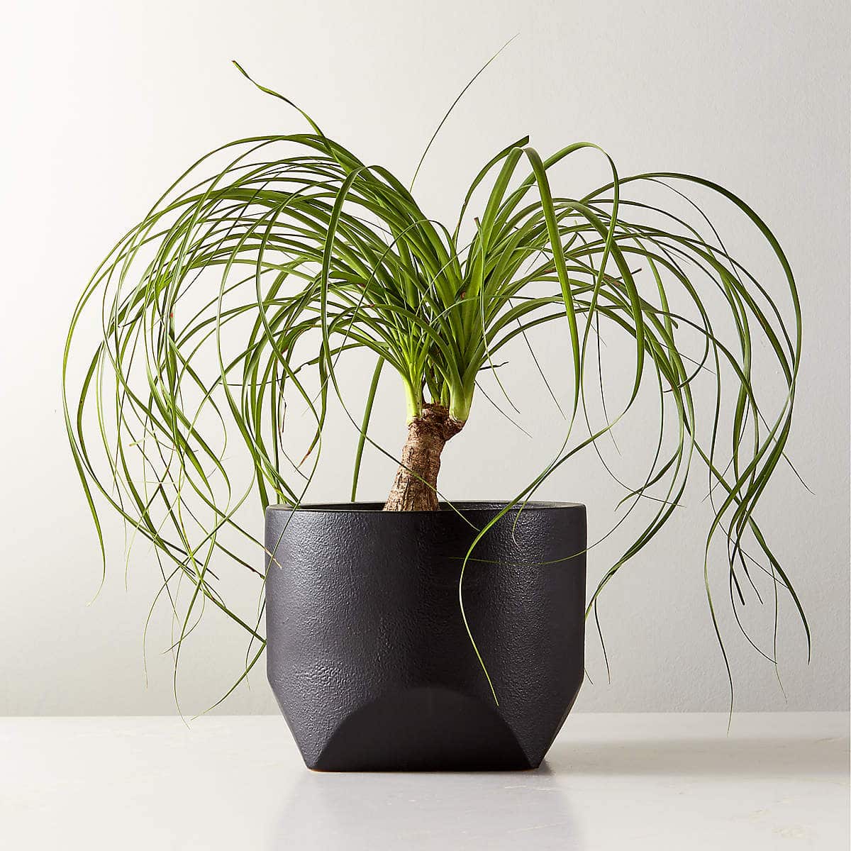 Bethel Black Ceramic Tall Indoor Planter - KB&A The Home Improvement Store