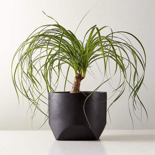 Bethel Black Ceramic Tall Indoor Planter - KB&A The Home Improvement Store